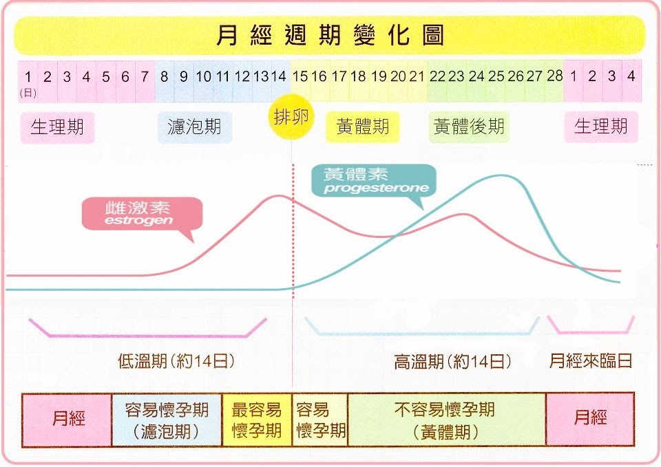 生理期黃體素變化